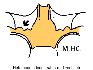 heterocerus_fenestratus_mbr.gif