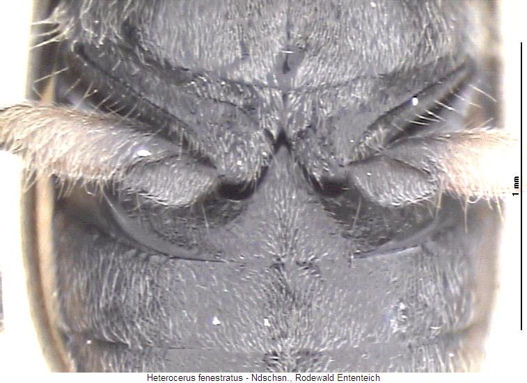 heterocerus_fenestratus_us.jpg