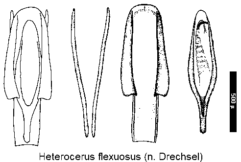 heterocerus_flexuosus.gif