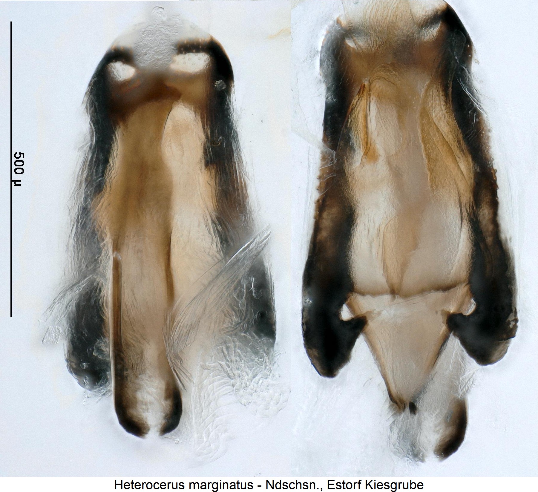 heterocerus_marginatus.jpg