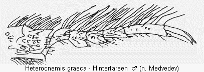 heterocnemis_graeca_tr.gif