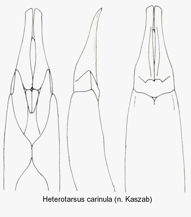 heterotarsus_carinula_aed.gif