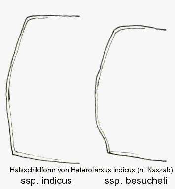 heterotarsus_indicus_hsch.gif