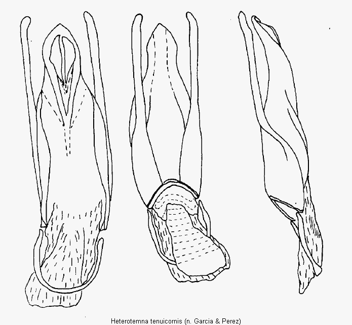 heterotemna_tenuicornis.gif