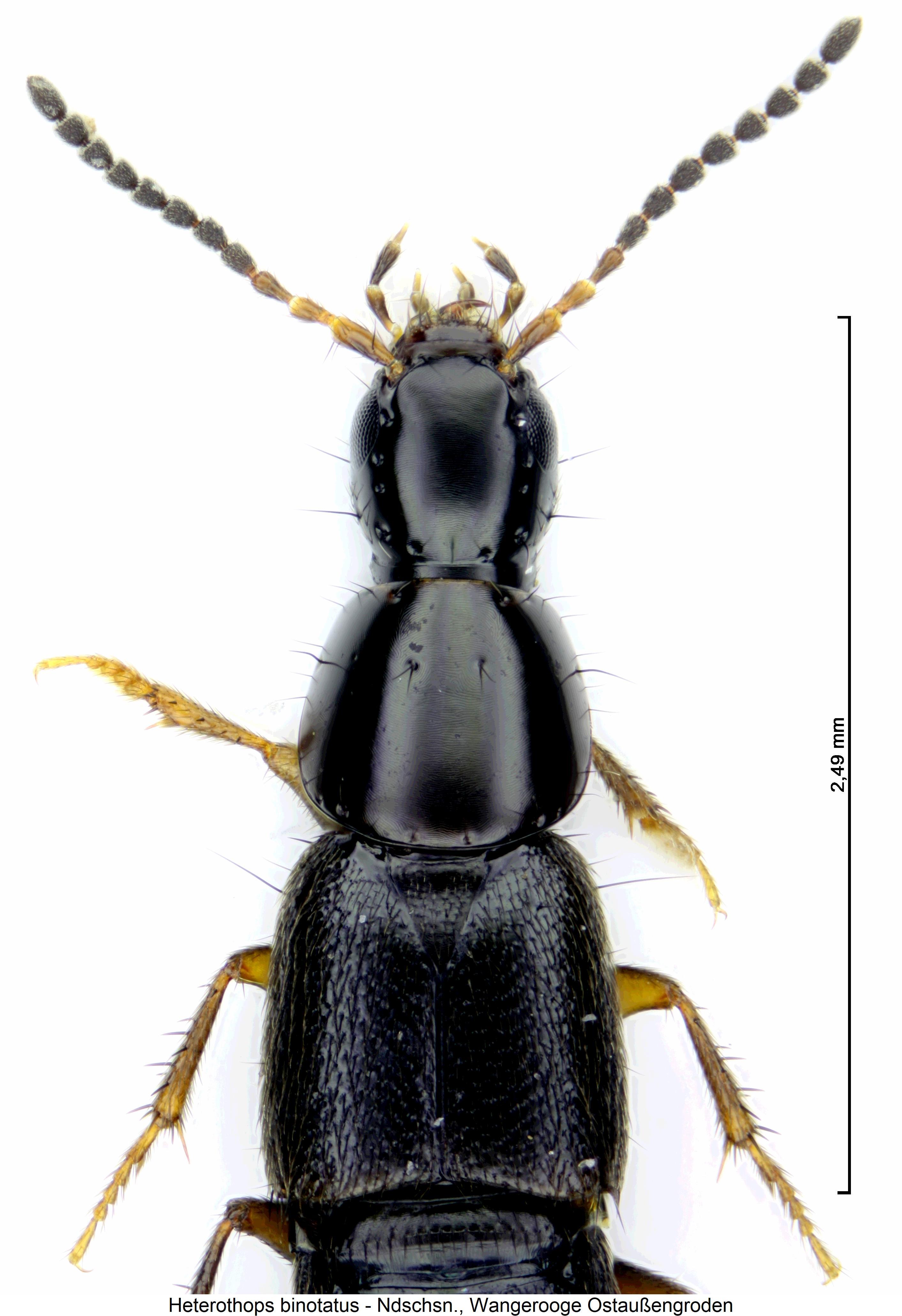heterothops_binotatus_vk.jpg