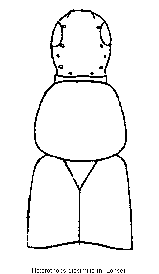 heterothops_dissimilis_vk.gif