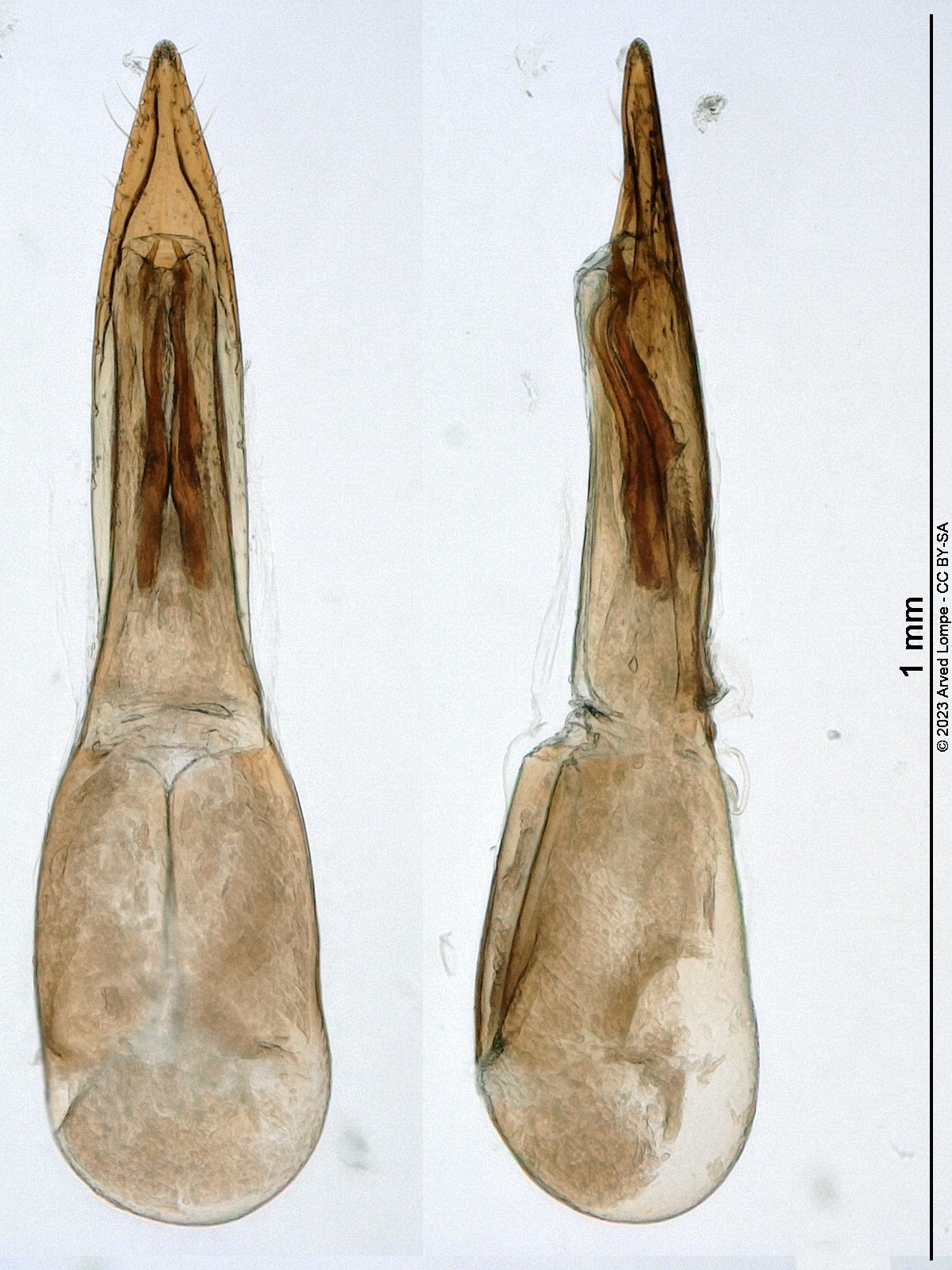 heterothops_minutus.jpg