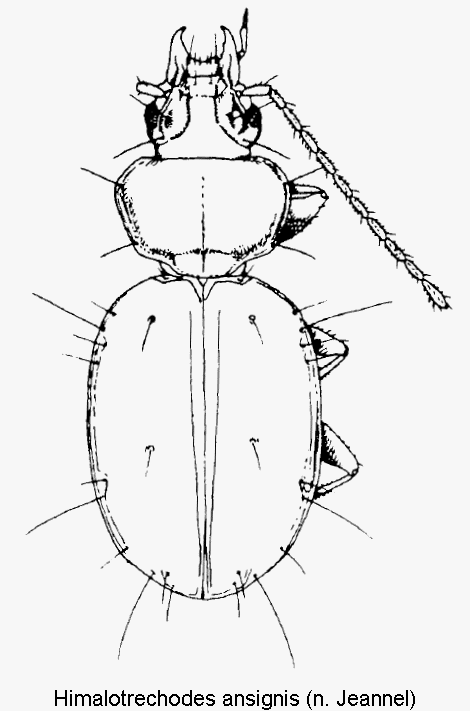 himalotrechodes_ansignis_hab.gif