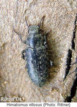 himatismus_villosus_hab.jpg