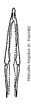hirticollis_hispidus.gif