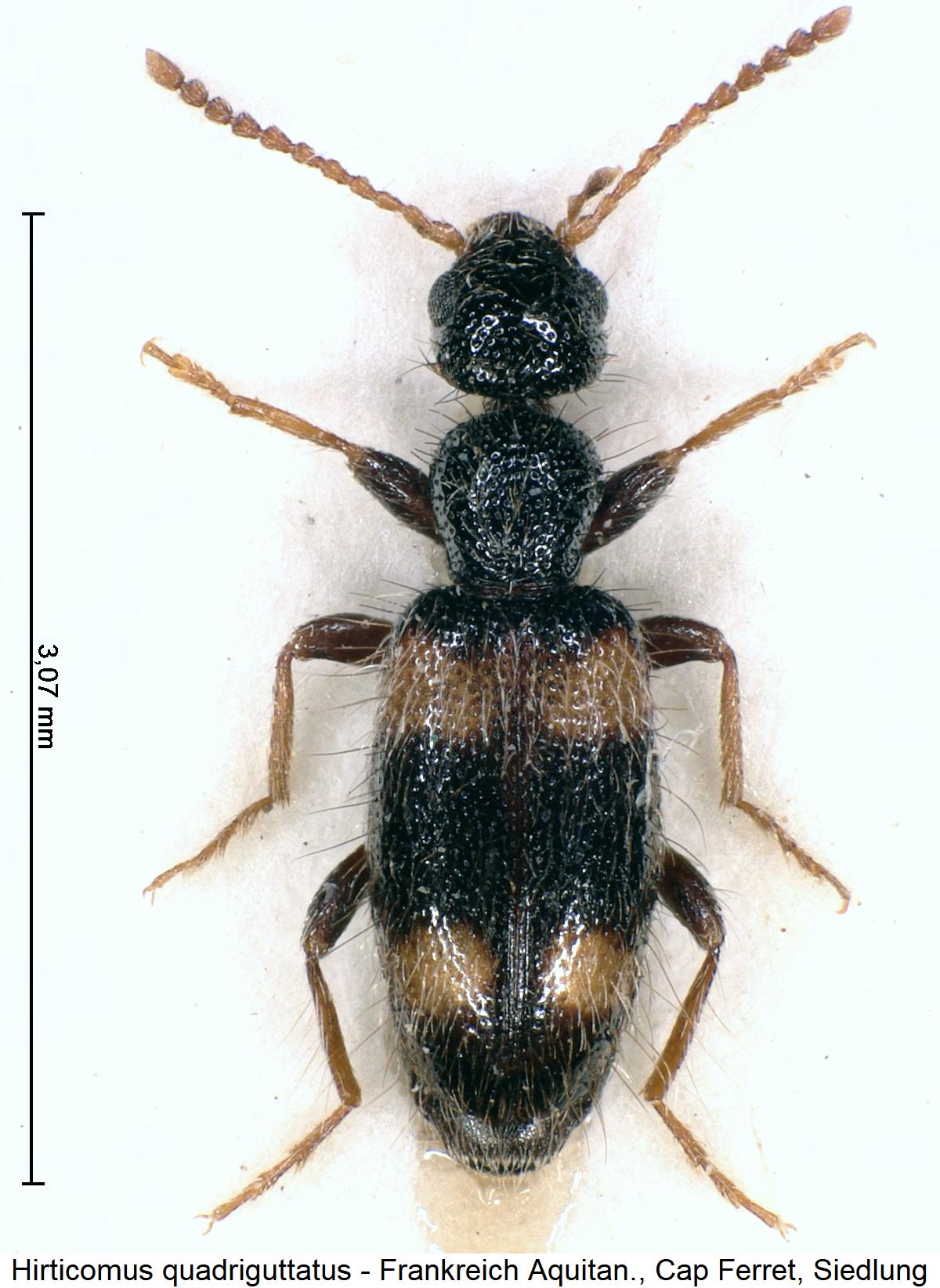 hirticomus_quadriguttatus_hab.jpg