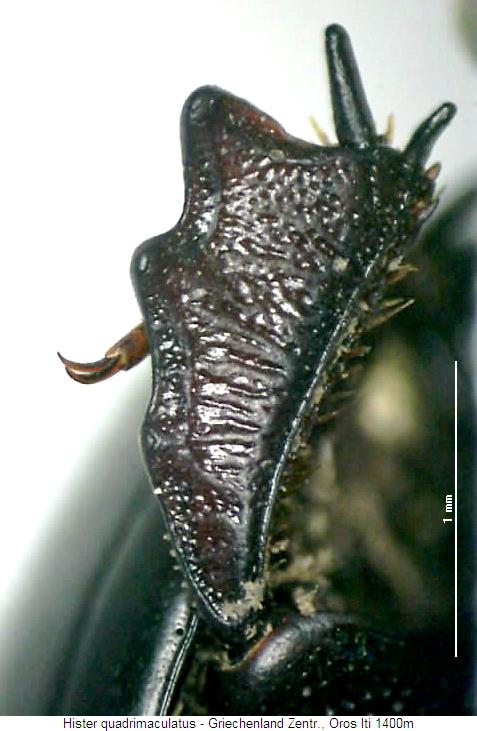 hister_quadrimaculatus_vschn.jpg