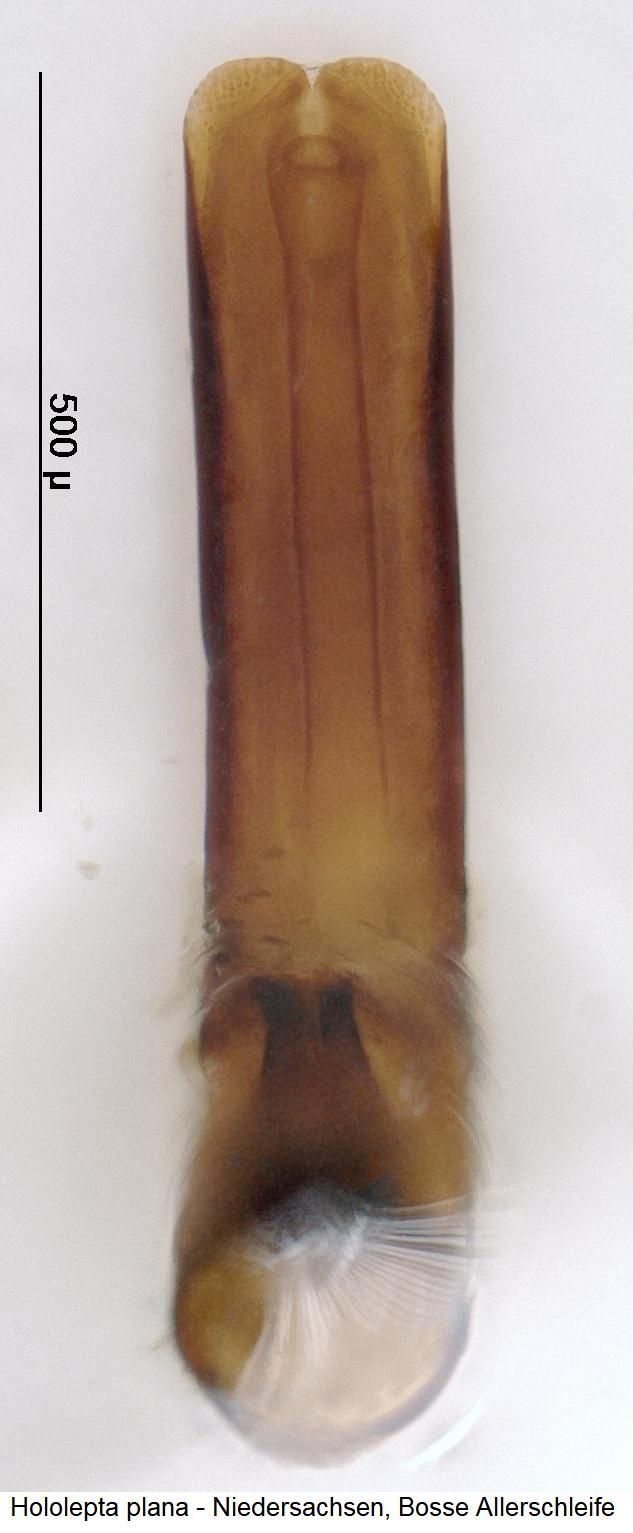hololepta_plana.jpg