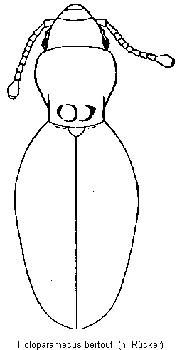 holoparamecus_bertouti_hab.gif