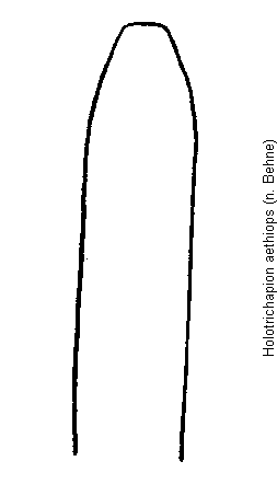 holotrichapion_aethiops.gif