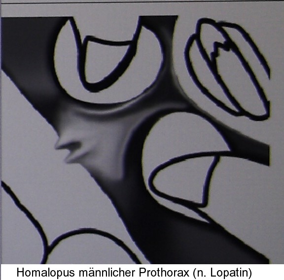 homalopus_prothorax5.jpg