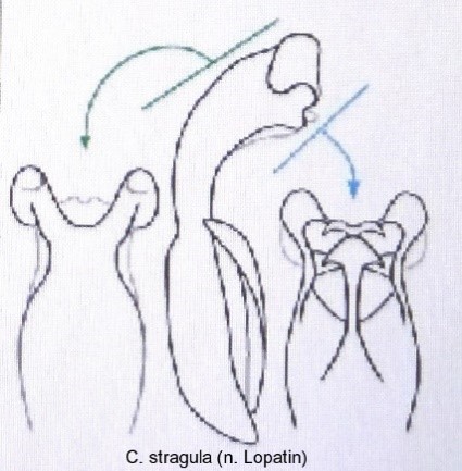 homalopus_stragula_aed.jpg