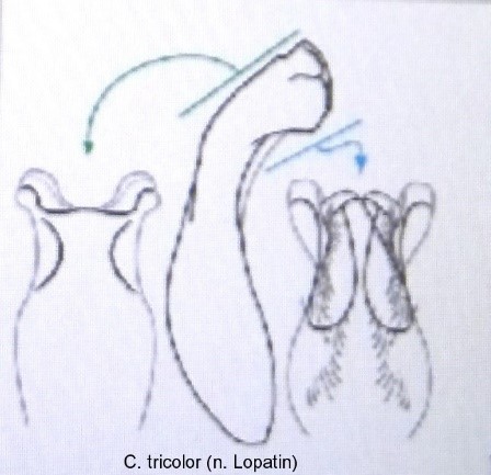 homalopus_tricolor_aed.jpg