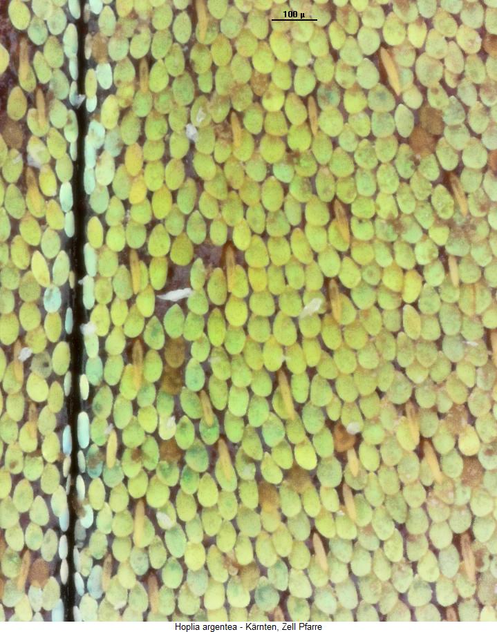 hoplia_argentea_fld.jpg