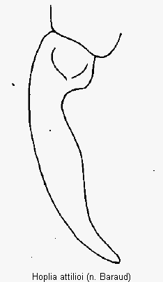 hoplia_attilioi_htr.gif