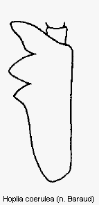 hoplia_coerulea_vschn.gif