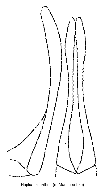 hoplia_philanthus.gif