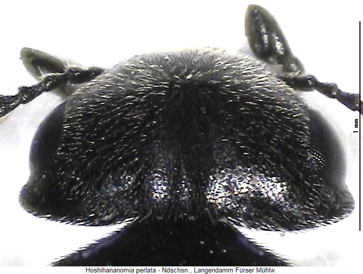hoshihananomia_perlata_k.jpg
