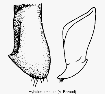 hybalus_ameliae.gif