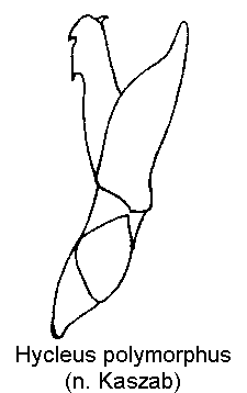 hycleus_polymorphus.gif