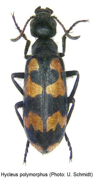 hycleus_polymorphus_hab.jpg