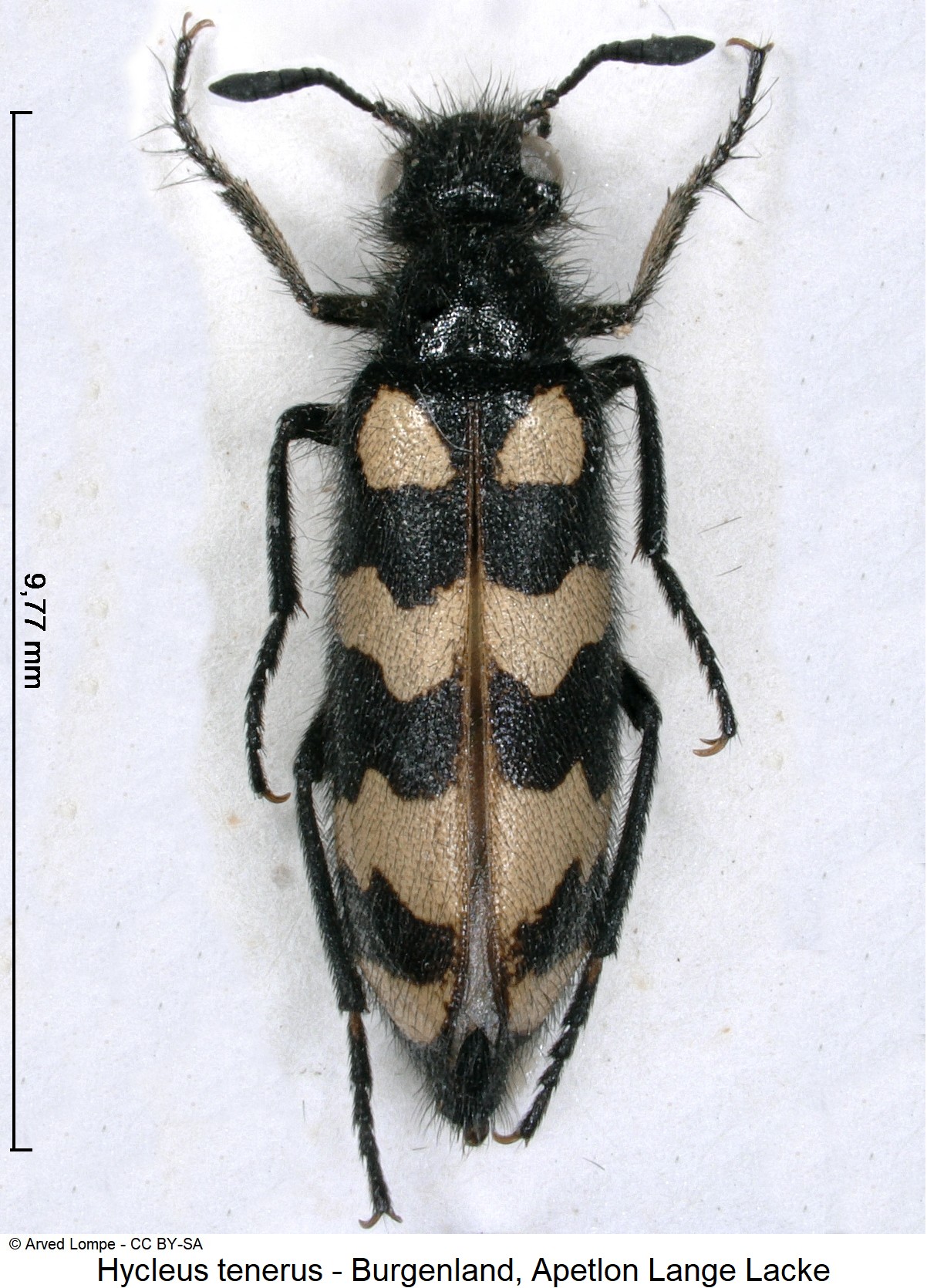 hycleus_tenerus_$9814_hab.jpg