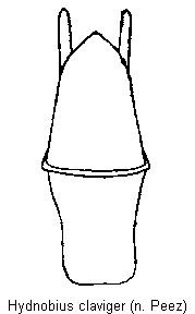 hydnobius_claviger.gif