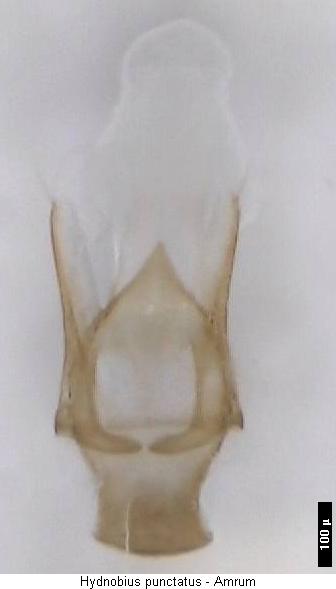 hydnobius_punctatus.jpg