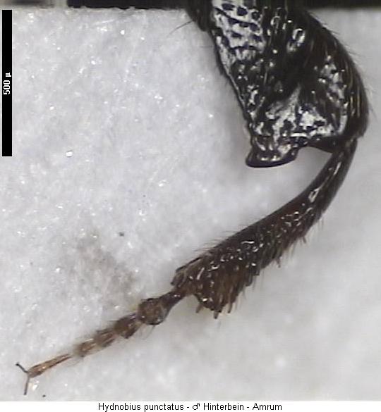 hydnobius_punctatus_hschl.jpg