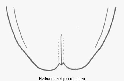 hydraena_belgica_fld.gif