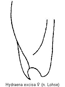hydraena_excisa_fld.gif
