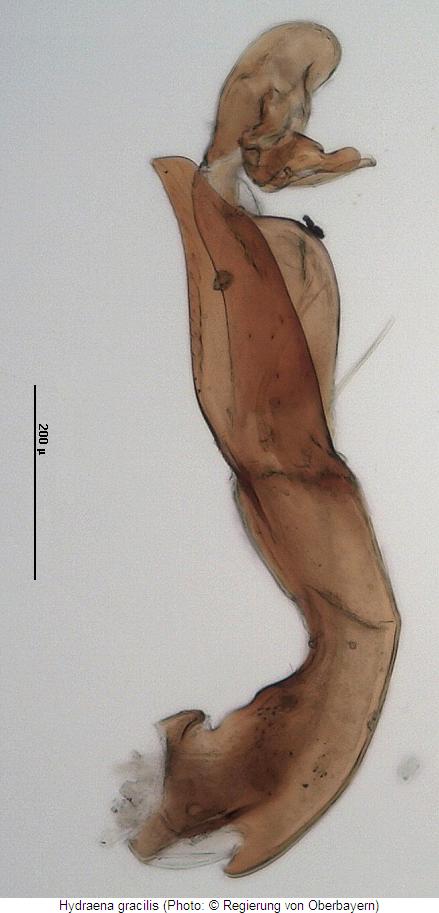 hydraena_gracilis2.jpg