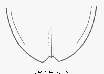 hydraena_gracilis_fld.gif