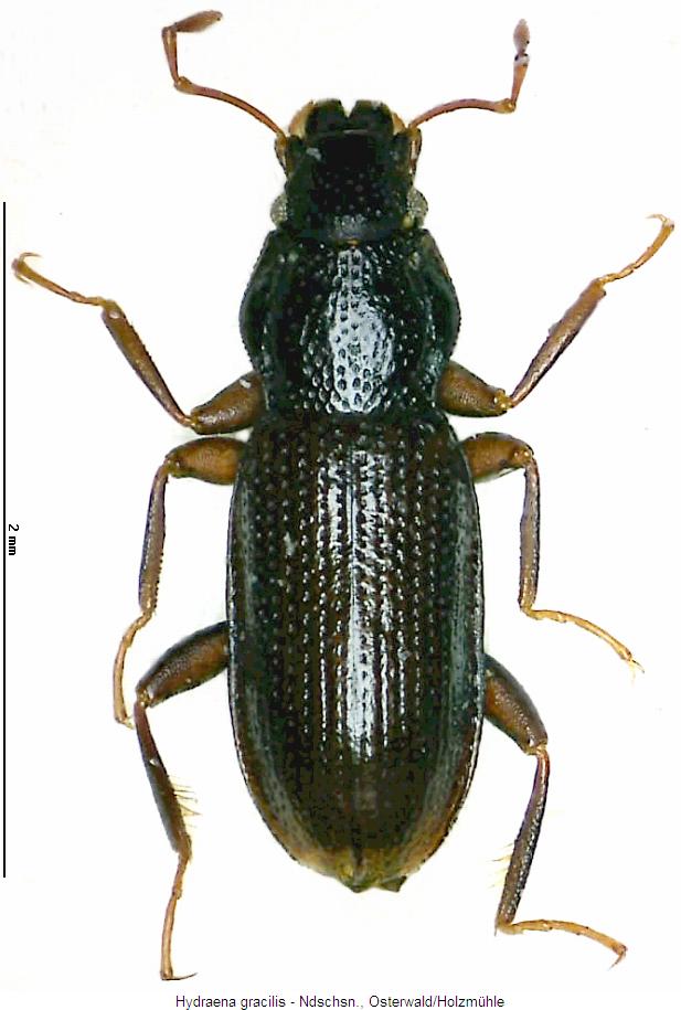 hydraena_gracilis_hab.jpg