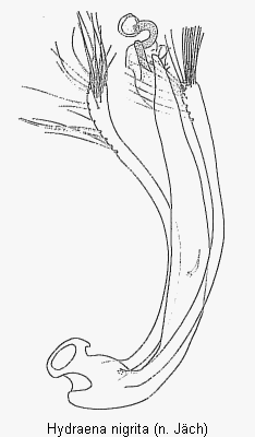 hydraena_nigrita.gif