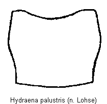 hydraena_palustris_hsch.gif