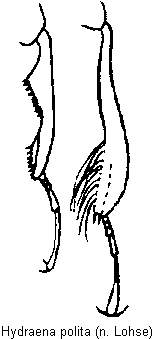 hydraena_polita_schn.gif