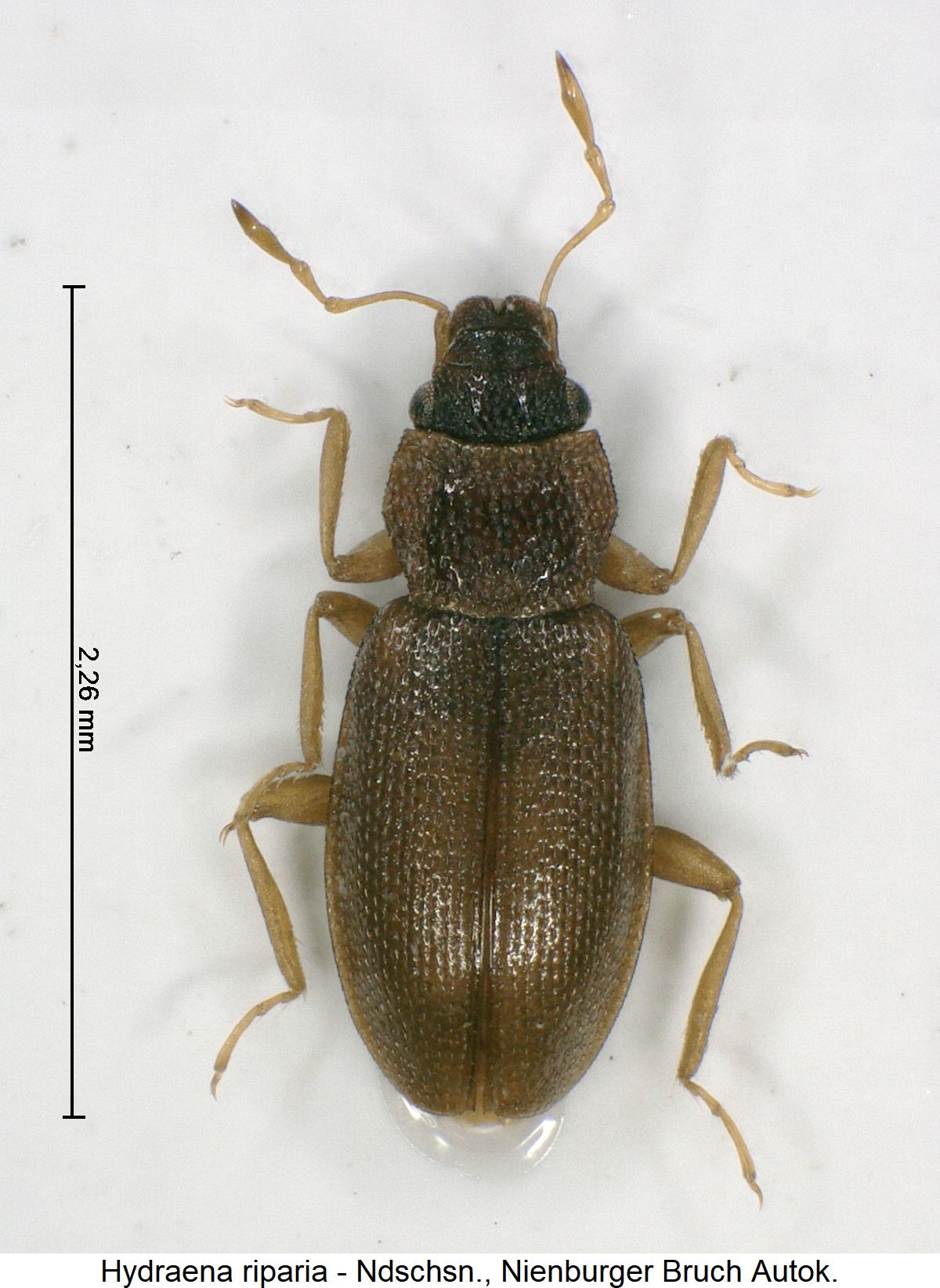 hydraena_riparia_hab1.jpg