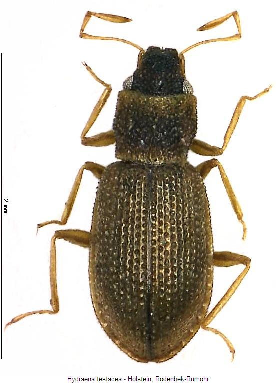 hydraena_testacea_hab2.jpg