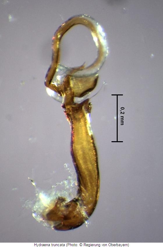 hydraena_truncata2.jpg