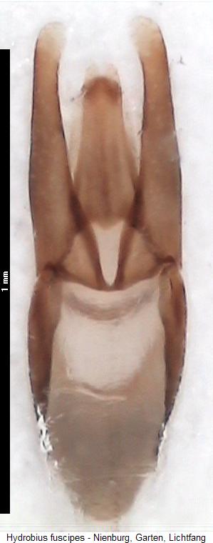 hydrobius_fuscipes.jpg