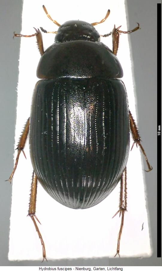 hydrobius_fuscipes_hab.jpg