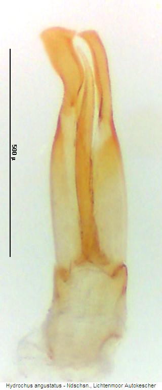 hydrochus_angustatus.jpg