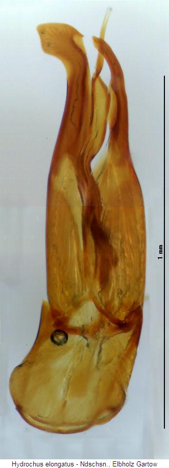 hydrochus_elongatus.jpg