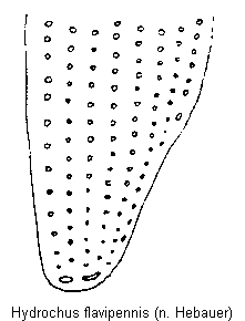 hydrochus_flavipennis_fld.gif